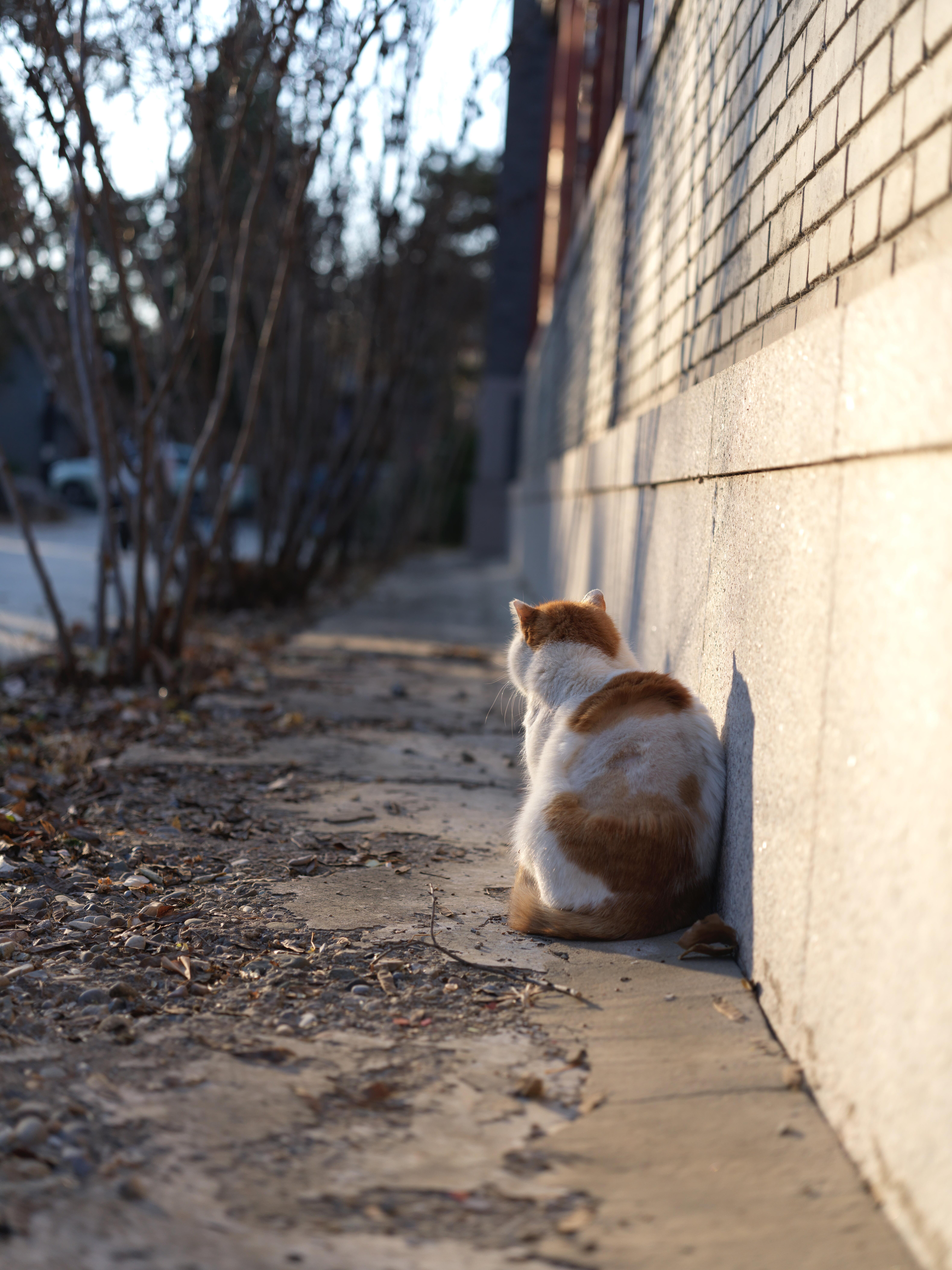 Description of photo 2