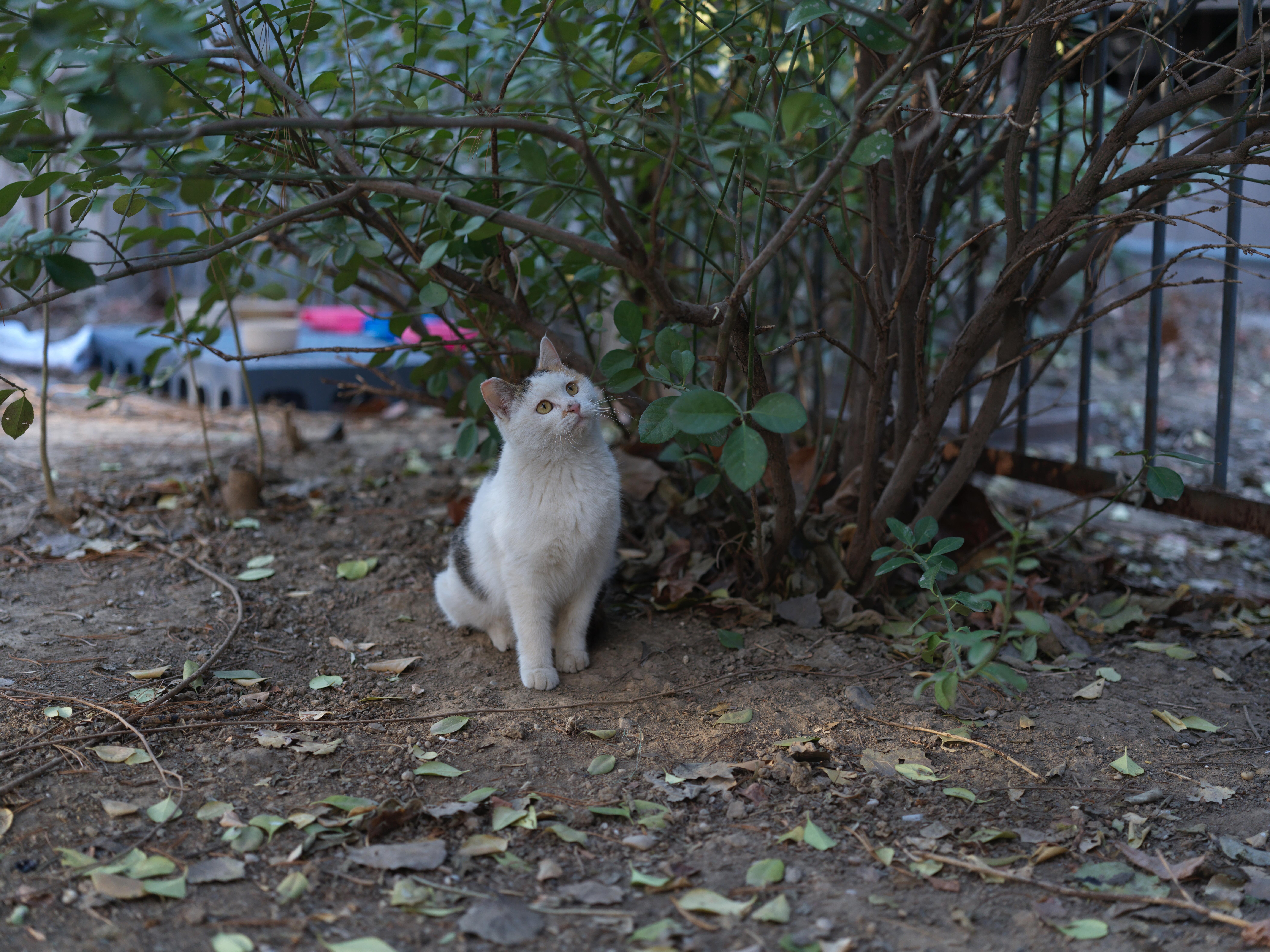 Description of photo 3