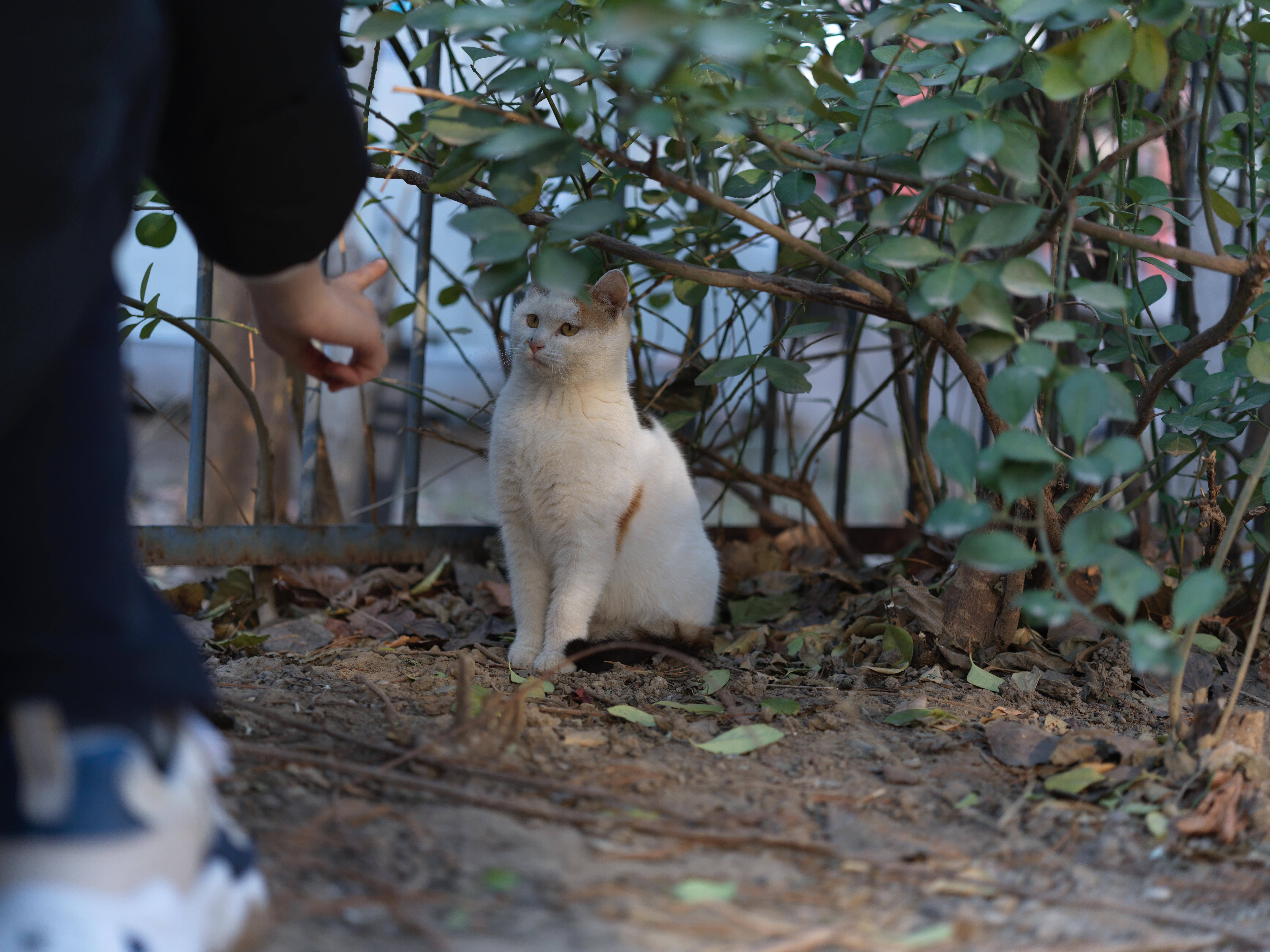 Description of photo 4