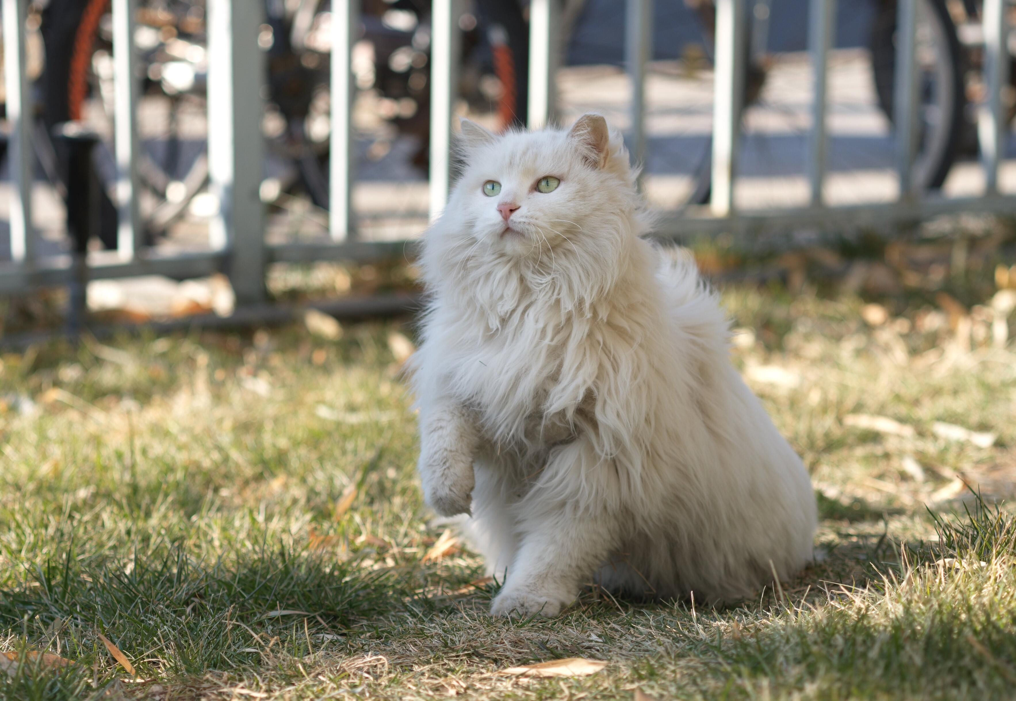 Description of photo 5